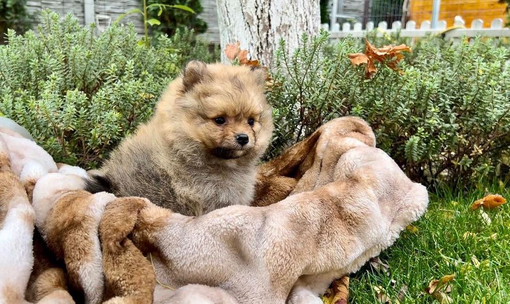 Померан Померани момчета