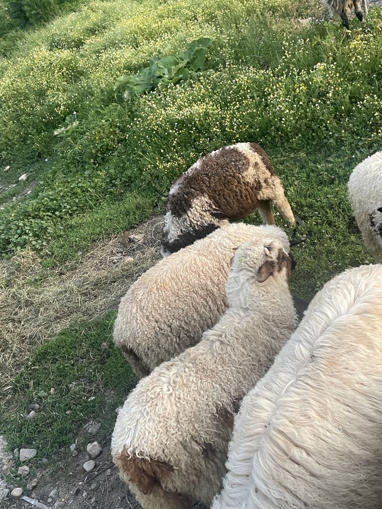 Vand oaie si 3 miei
