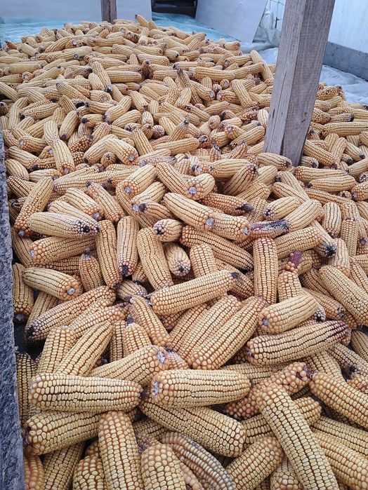 Vând porumb știuleți