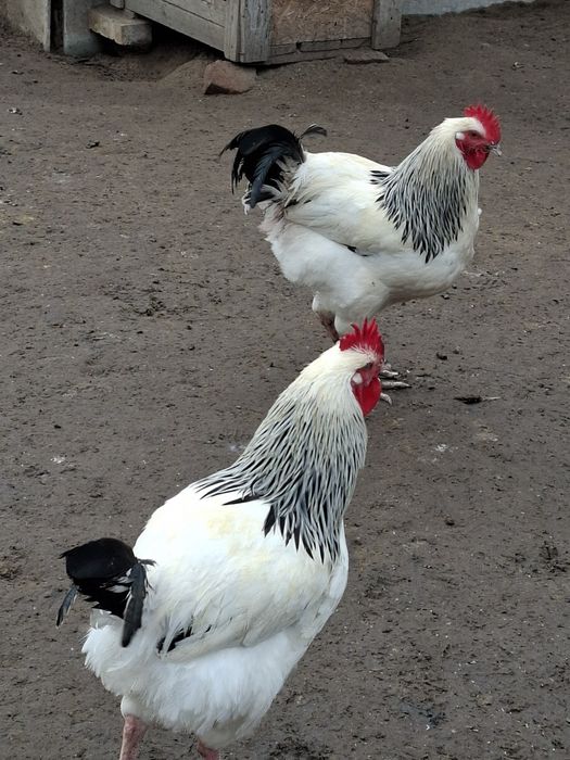 Cocosi susex si italieni culoarea potârnichie