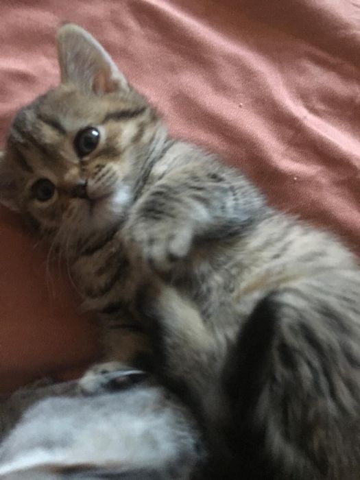Отдам котенка в добрые руки