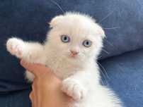 Motanel alb cu ochi albaștri, Scottish Fold Shorthair, cu Pedigree