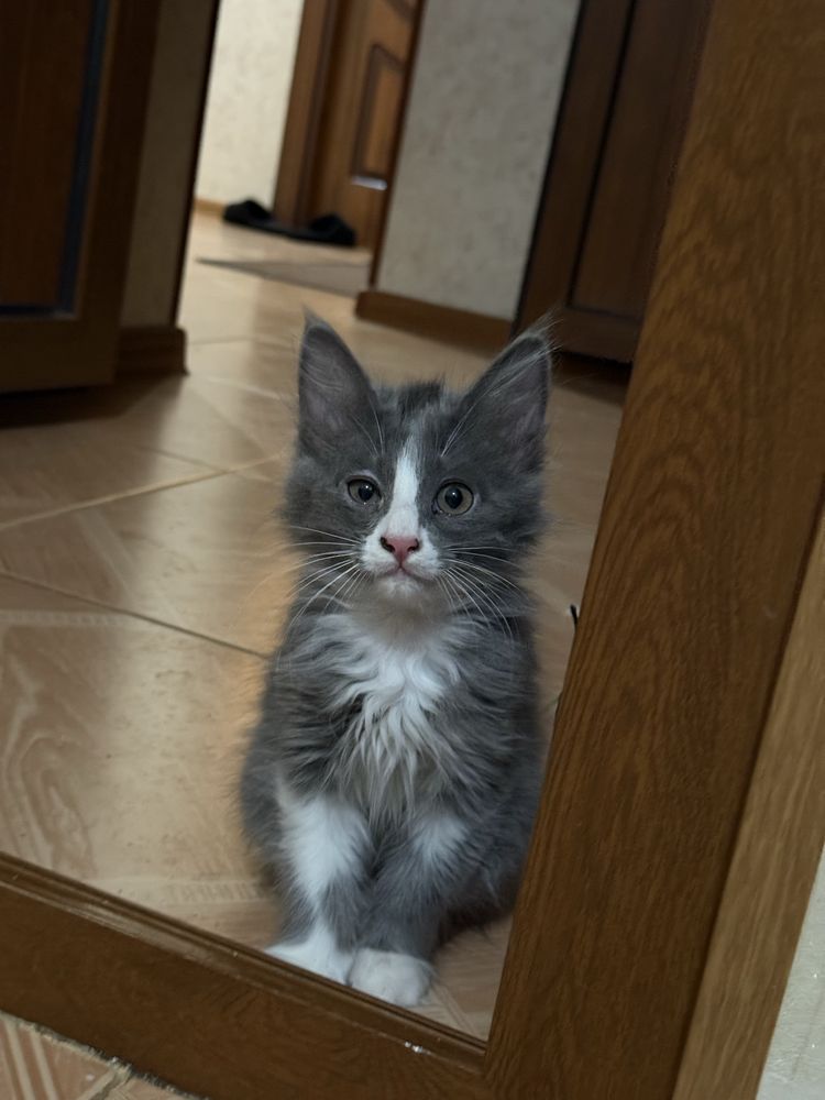 Отдам котят в хорошие руки!