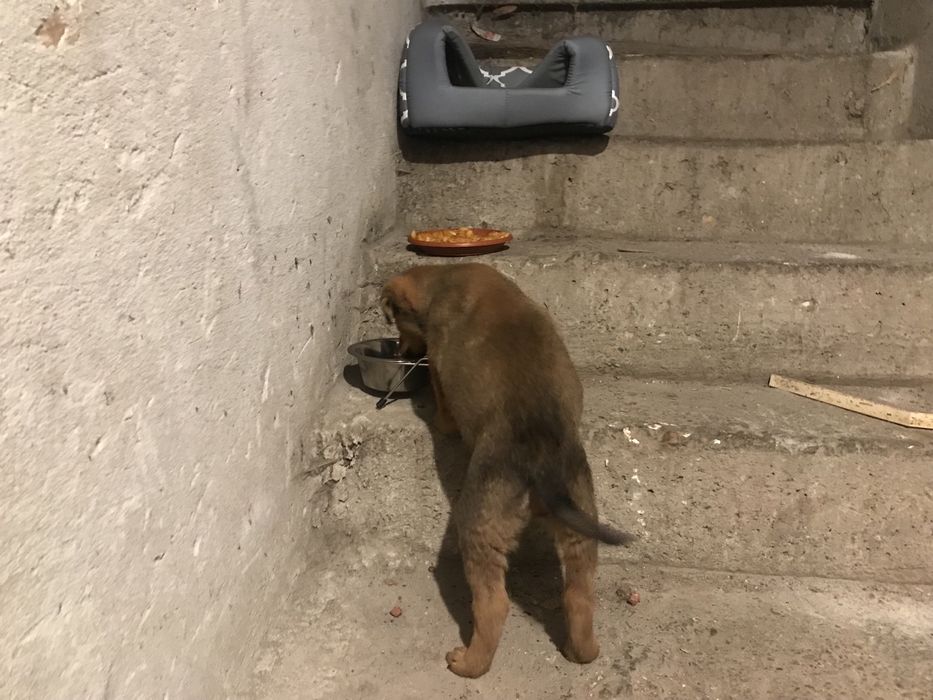 Спешно! Малко  кученце си търси дом!