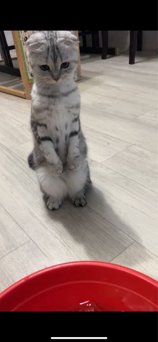 В добрые ручки кошечка