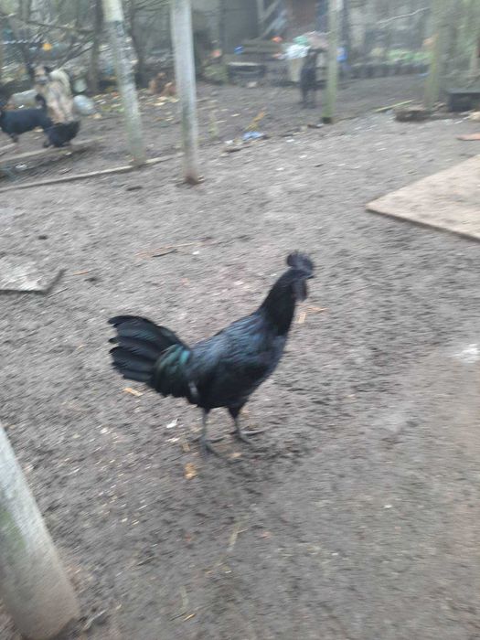 Кокошки, петли Аям Кемани, на 6 месеца