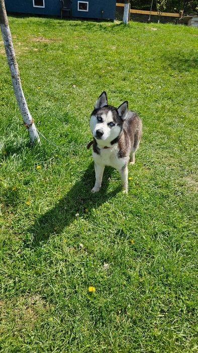 Husky Siberian femelă