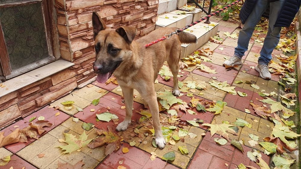 Страхотен Шарено-Очко търси Дом