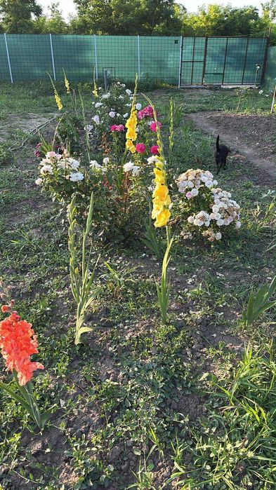 Teren intravilan comuna Gemenele