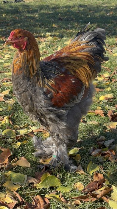 Pereche brahma potarnichiu albastru