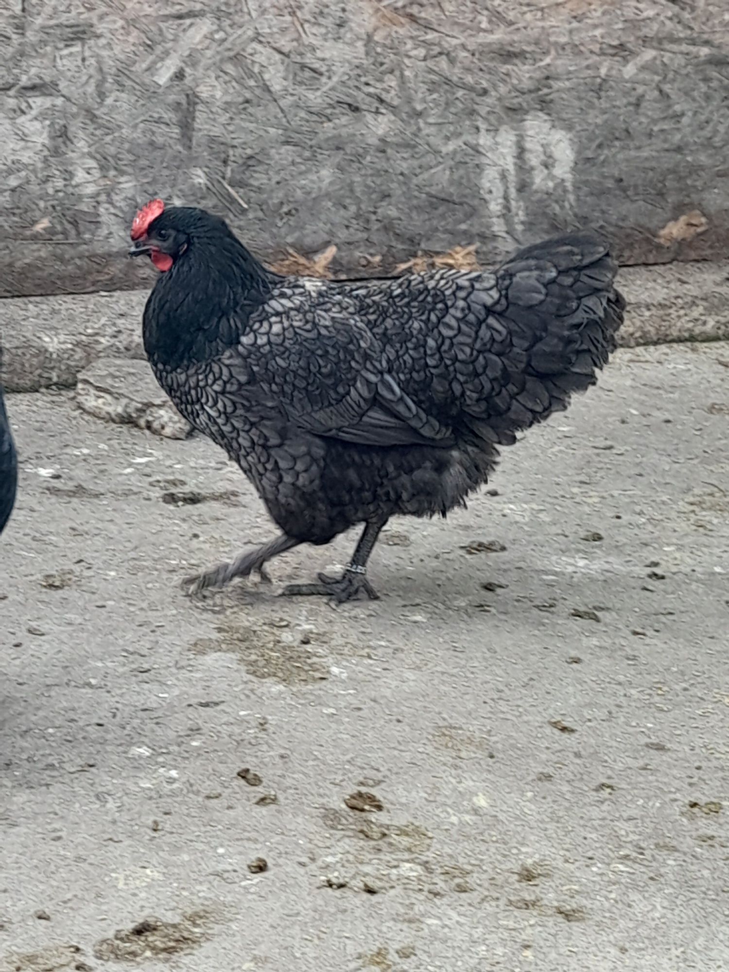 Vând ouă și pui din rasa Australorp Albastru si Negru