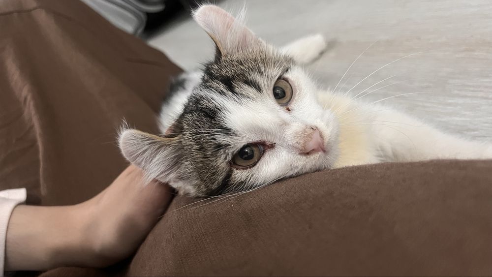 Отдам котенка девочку