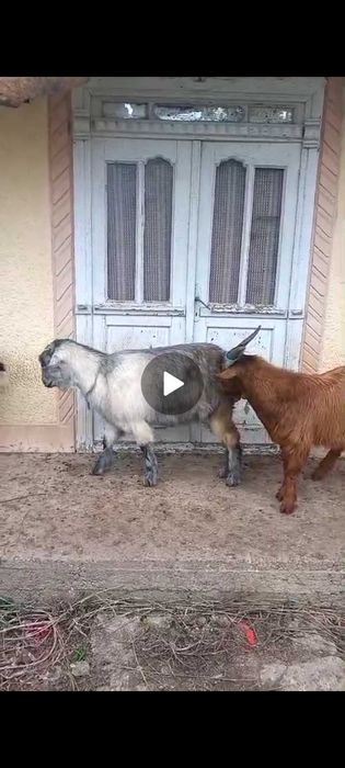 Vand o capra si 2 tapi