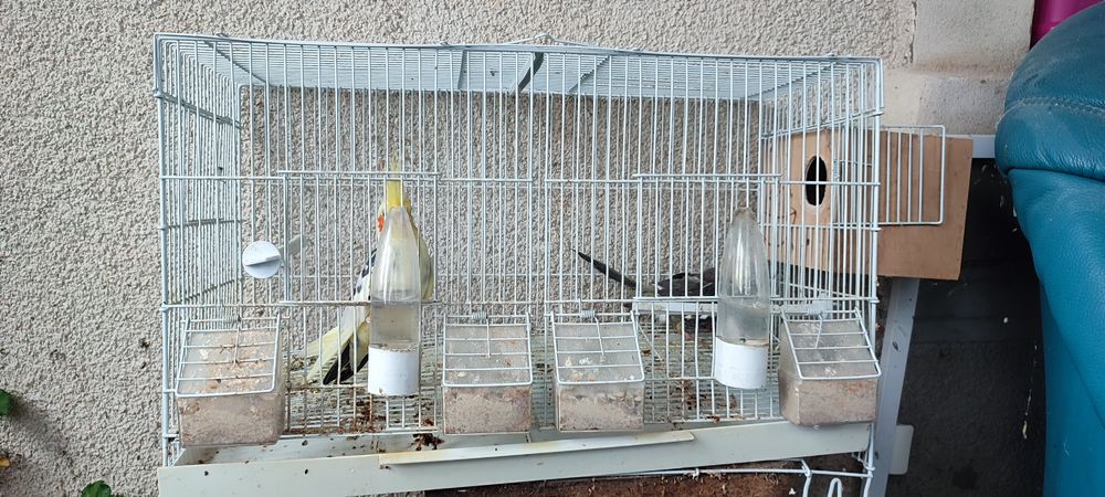 Vând papagali cu cușcă mare