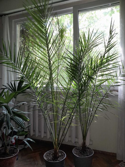 Финикова палма 2 бр