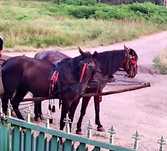 2 iepe de vanzare