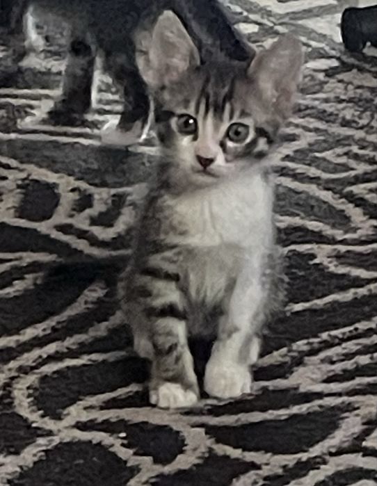 Donez 3 pui de pisicute