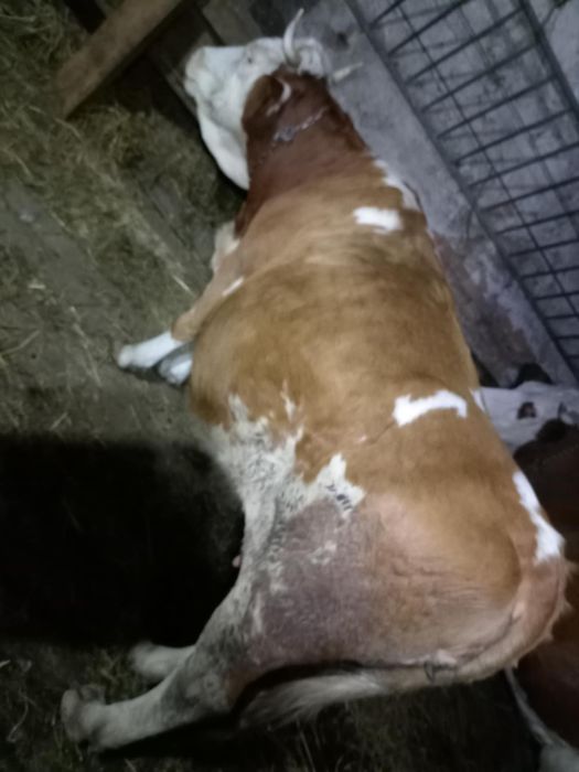 6 Vaci cu viței de vânzare