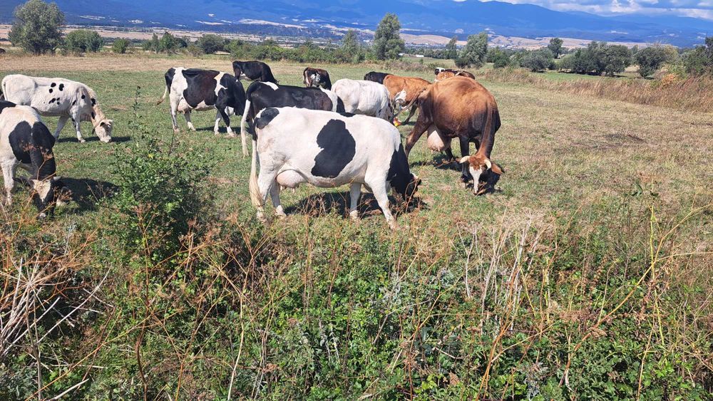 Свободни млечни крави