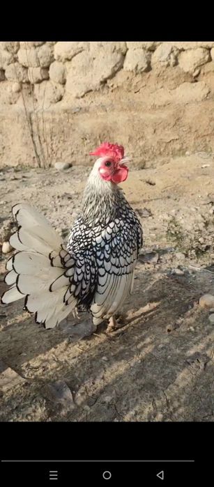 Себрайт серебро  зотли товук тухумлари сотилади