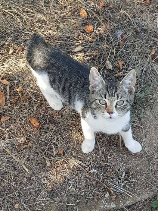 Подарявам две котета