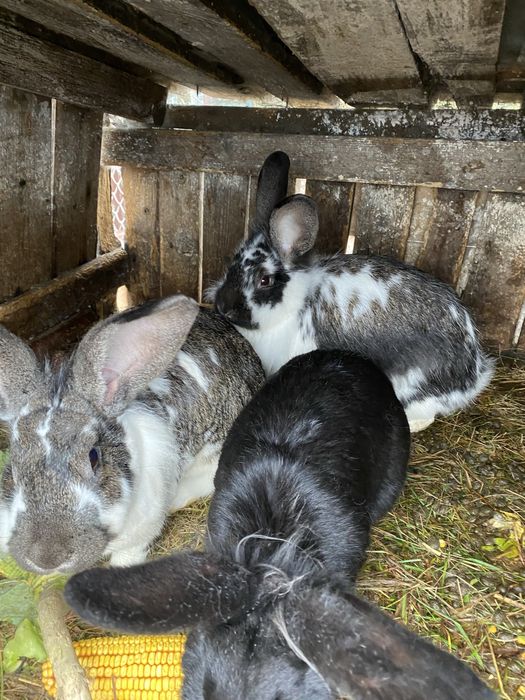 vand/schimb iepuroici