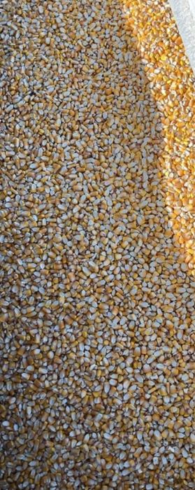 Кукуруза сатам 15 мешок……