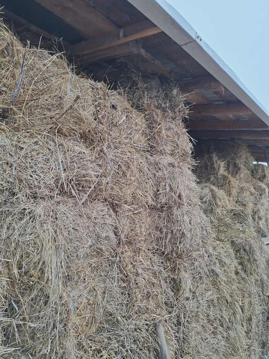 Vand baloti de fan si de otava