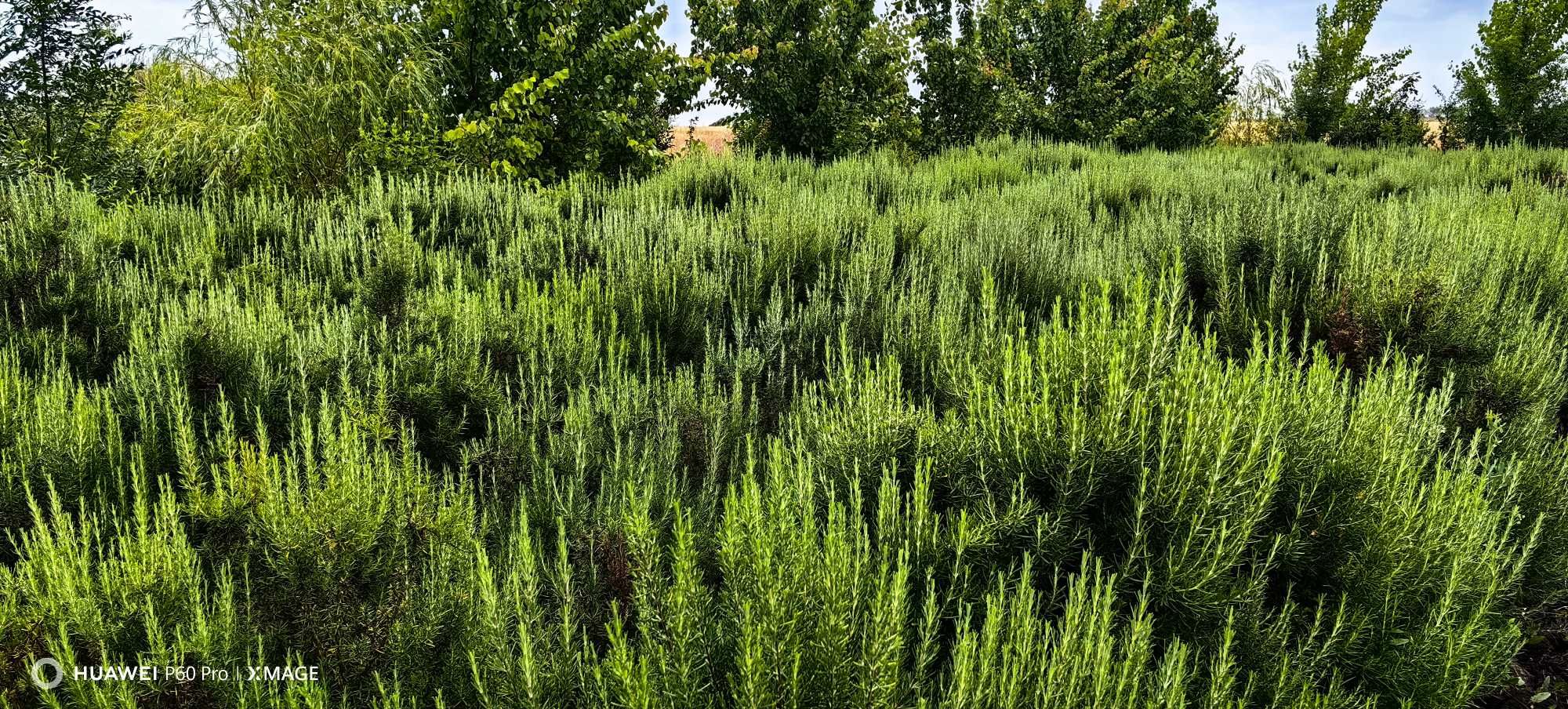 Plante aromatice: busuioc, rozmarin, salvie, oregano, cimbrisor