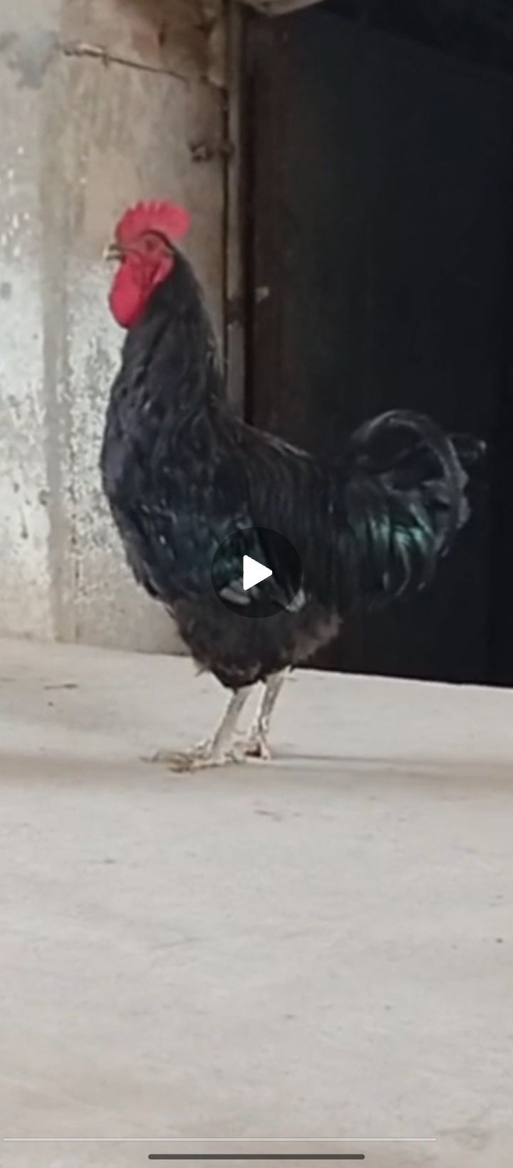 Jersiy gigant xorozi sotiladi