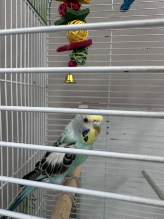 Попугай с клеткой и кормом