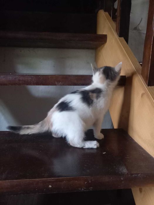 Подарявам 2 женски , домашни котета на 55 дни