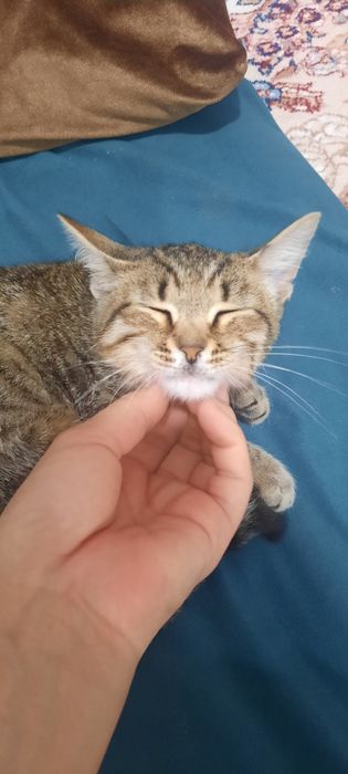 Отдам кота мальчика