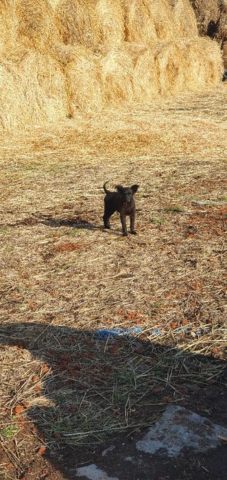 Catei de intors oi/vaci