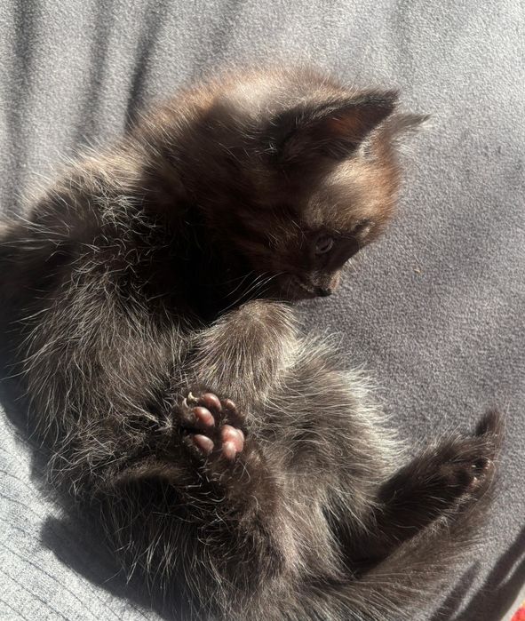 Продаётся котёнок