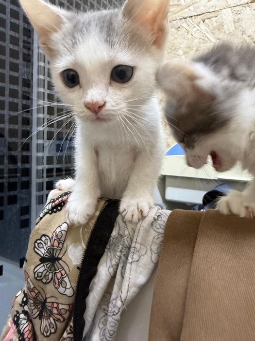 Продам котята.   .