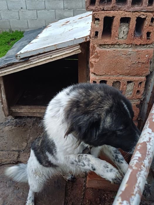 Каракачанки мъжко и женско