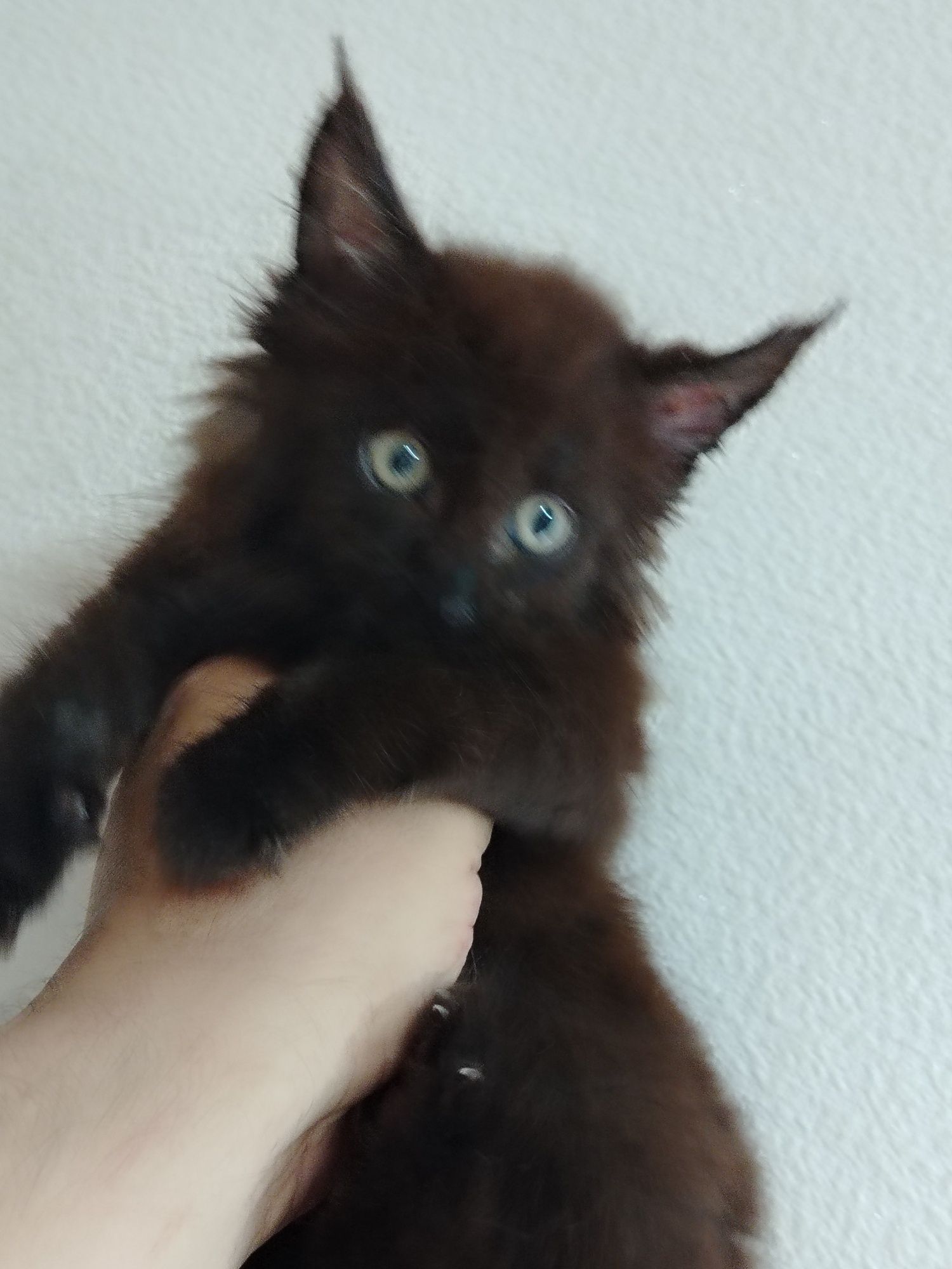 Котята Мейн куны из питомника