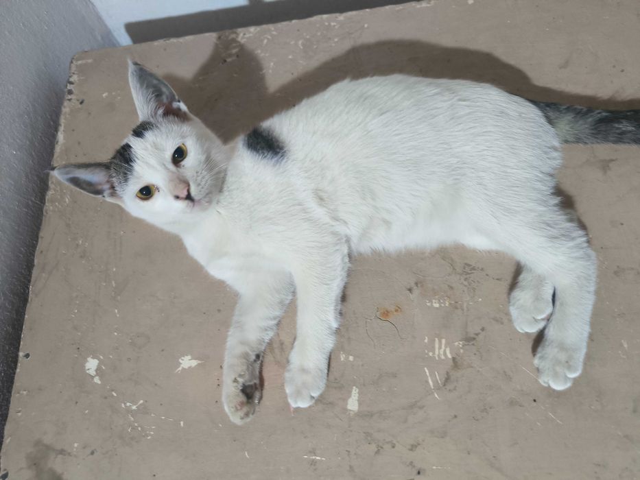 Котятенок девочка четыре месяца