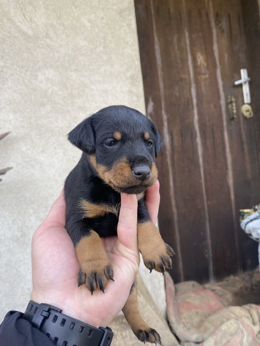 Ягдтериер кученца