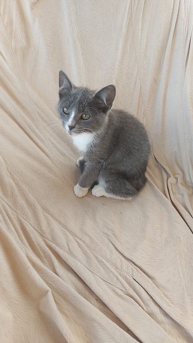 отдам котенка в заботливые руки