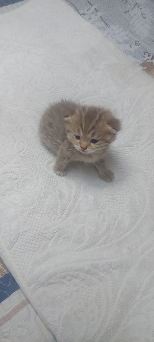 Продаются котята скотиш фолд и страйт