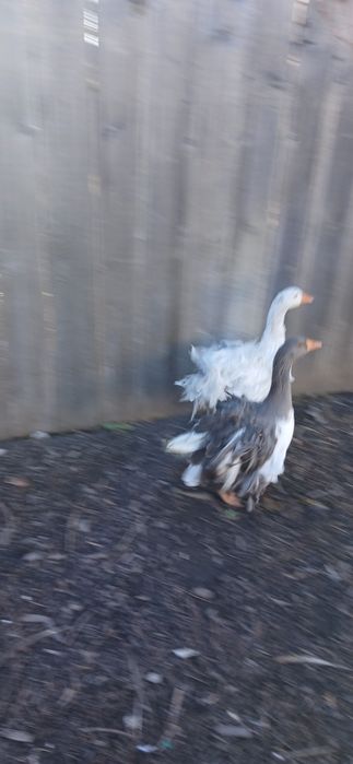 Pereche gâște crețe