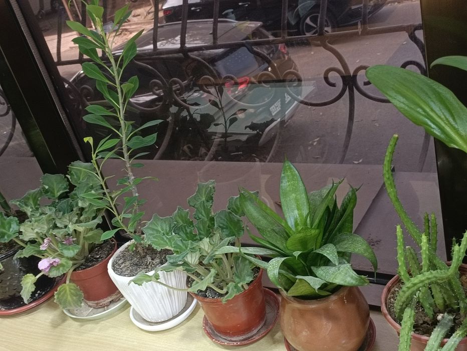 Продам цветы комнатные любой 30000 сум