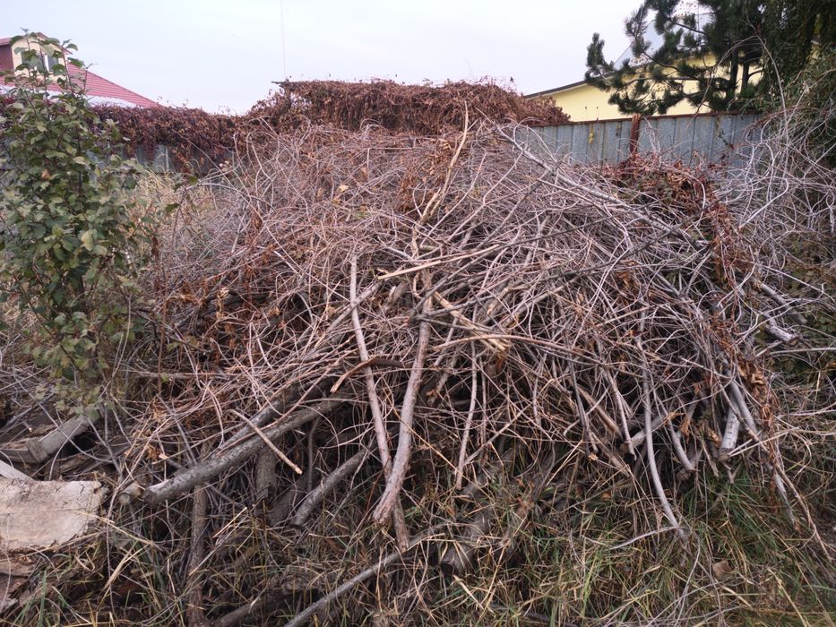 Дрова бесплатно,