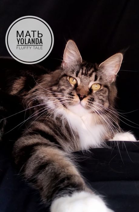 Подрощеные котята Мейн Кун. Питомник  "Fluffy Tale"