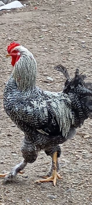 Cocoș Brahma,are 6 luni.