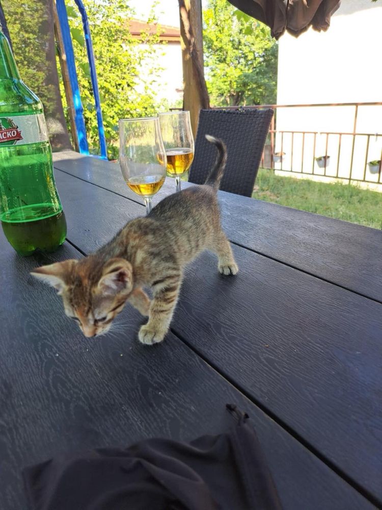 Подарявам котенца