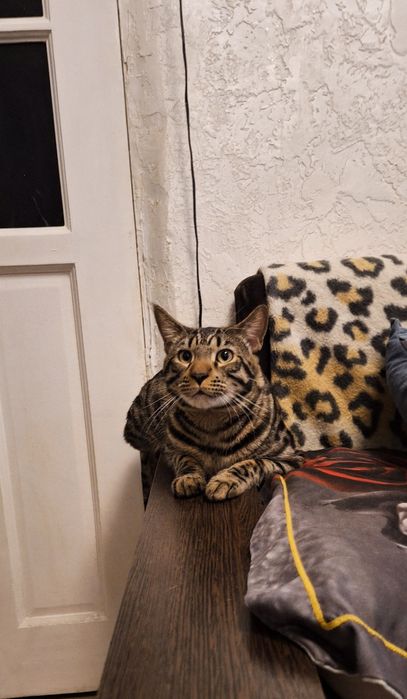 Вязка чистокрового бенгальского кота