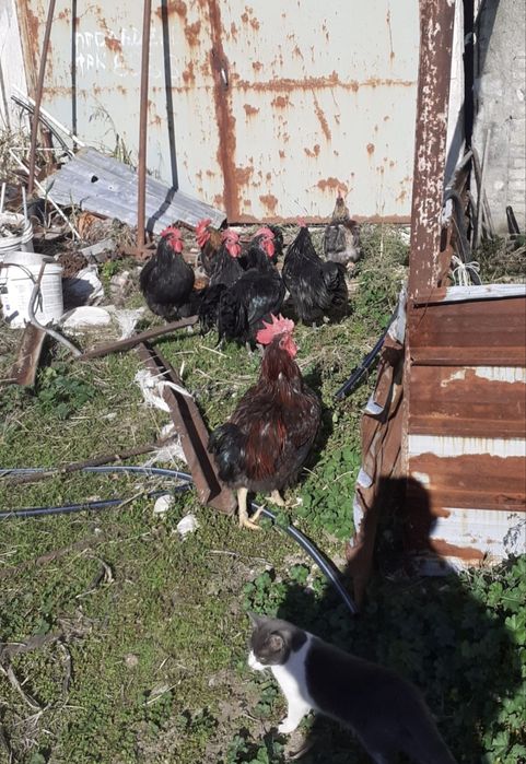 Домашни петли